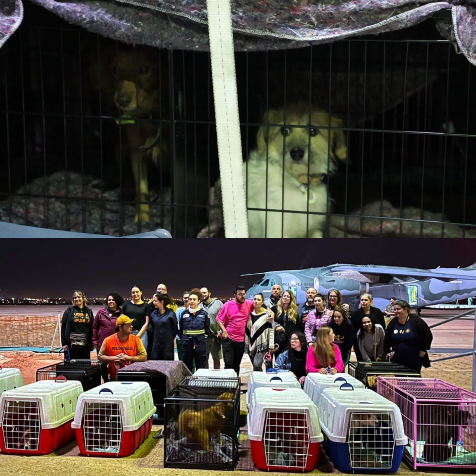 Pets desabrigados pelas chuvas no RS podem ser adotados por tutores de todo o Brasil, saiba como adotar