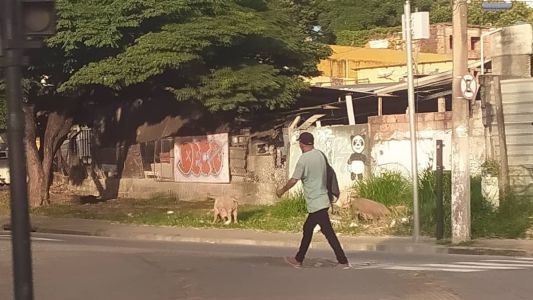 Porcos estavam comendo lixo e foram flagrados por motoristas que passavam no local