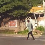 Porcos são flagrados comendo lixo na avenida Cristiano Machado em BH