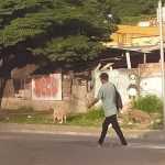 Porcos são flagrados comendo lixo na avenida Cristiano Machado em BH