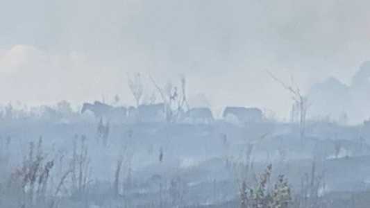 Animais estavam em área de pastagem e ficaram presos durante o incêndio que consumiu parte da vegetação