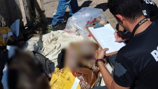 Animais estavam em meio ao lixo no bairro Nova Esperança, em BH