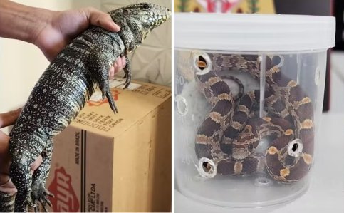 Fotos mostram cobras-de-milho e lagarto teiú