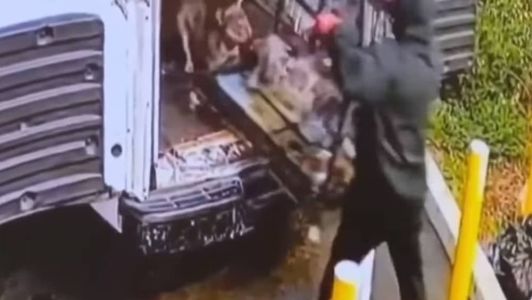 Animais foram furtados de um pet shop nos EUA