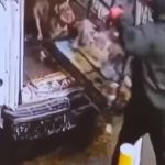 Bandidos furtam R$ 500 mil em filhotes de buldogue francês em pet shop; vídeo