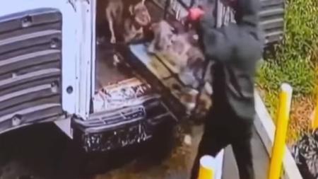 Animais foram furtados de um pet shop nos EUA