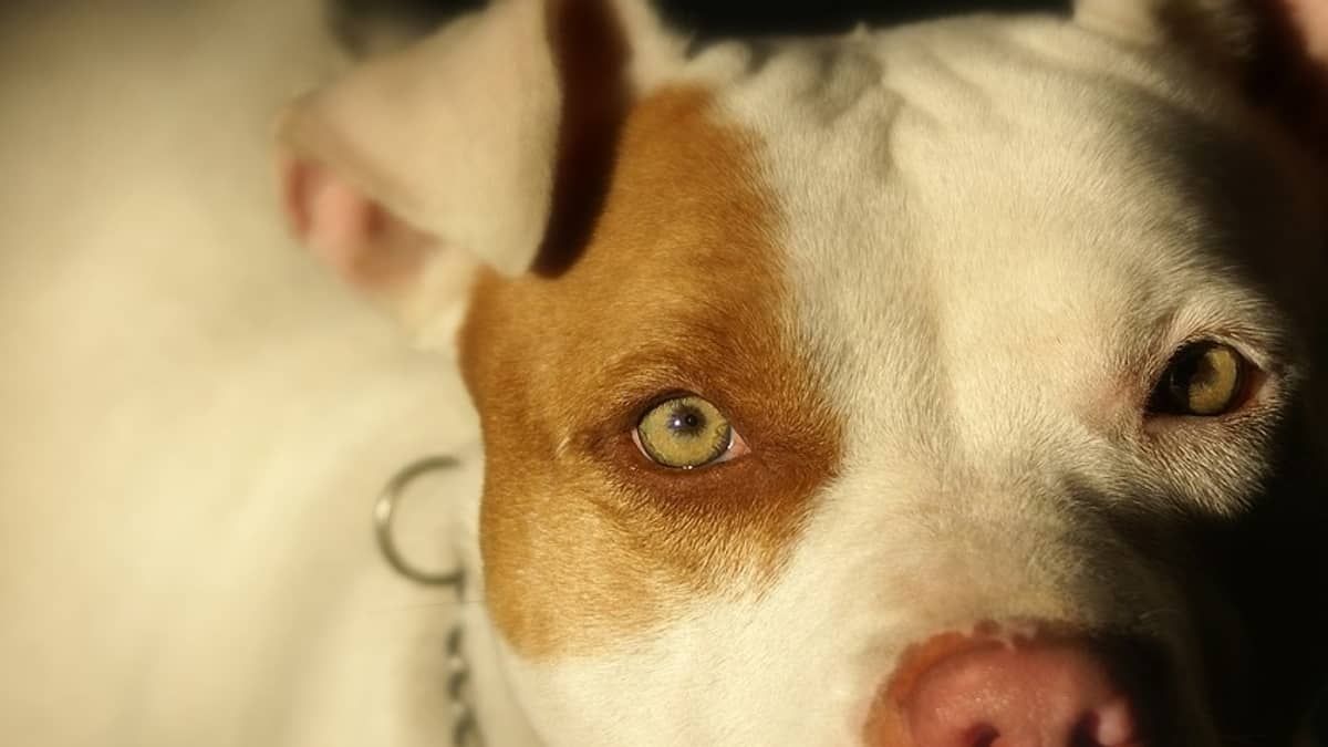 Cachorros da raça pitbull atacam mulheres e policial em Montes Claros