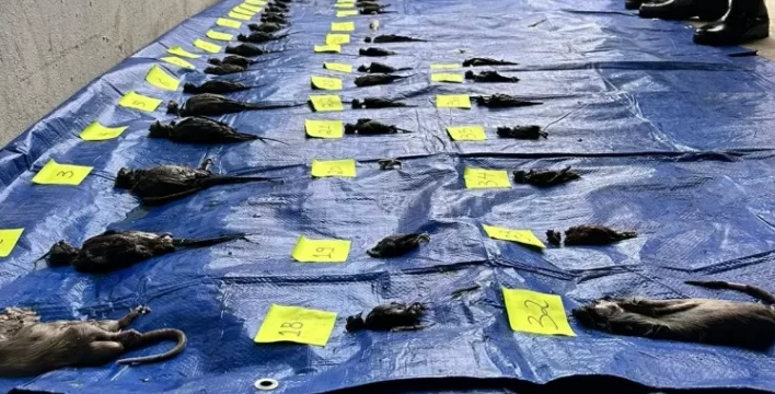 ‘Shopping avisou’: polícia investiga se Cobasi poderia ter retirado animais antes da enchente no RS