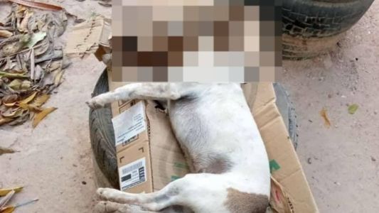 Animais pertenciam a famílias que moravam próximas umas das outras