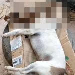 Polícia abre inquérito para investigar morte de 27 cães e gatos no Norte de Minas 