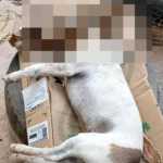 Polícia abre inquérito para investigar morte de 27 cães e gatos no Norte de Minas