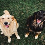 Decreto permite entrada de pets em bares e restaurantes; entenda a mudança de regra