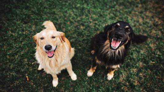 Animais poderão entrar em estabelecimentos que vendem comida desde que estejam com coleira