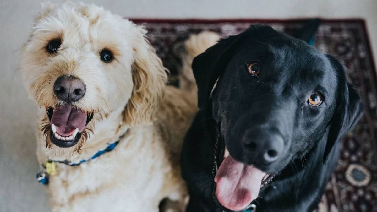 Lafaiete e Itabirito promovem campanhas de saúde animal nesta quarta-feira (04)