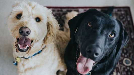 Animais poderão ser vacinados em Itabirito