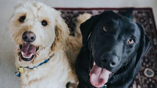 Animais poderão ser vacinados em Itabirito