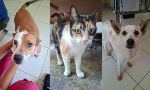 Animais que estarão no evento de adoção responsável deste sábado (10) no Parque Halfeld