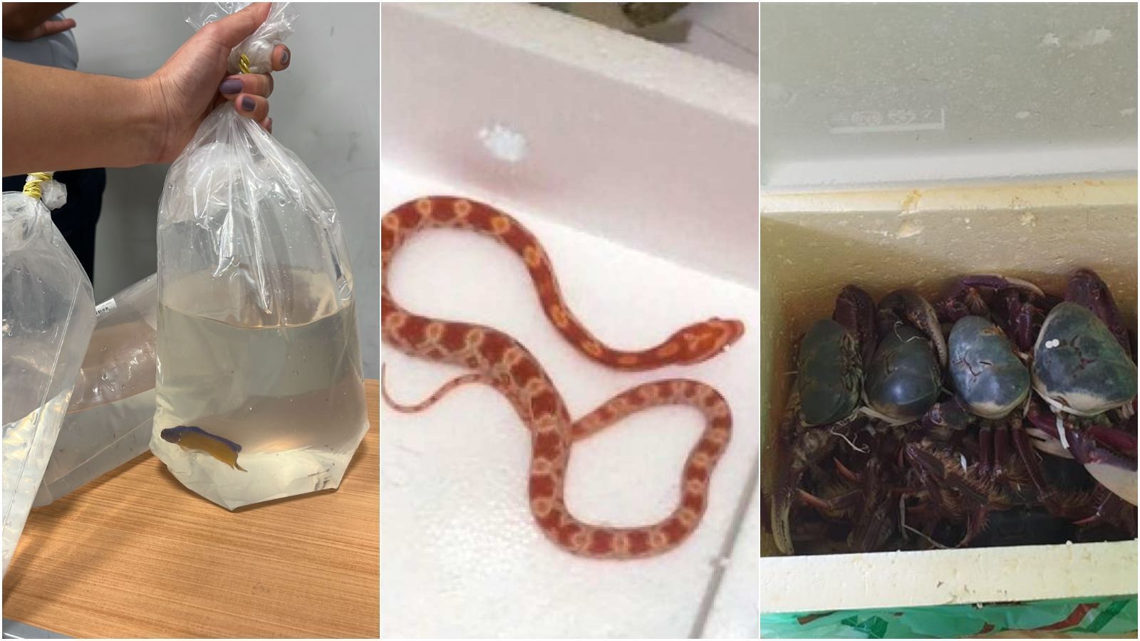 Jabuti, peixes, corais e cobra: animais são resgatados no Aeroporto de Confins