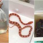 Jabuti, peixes, corais e cobra: animais são resgatados no Aeroporto de Confins