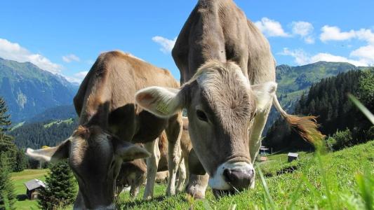 Animais são sagrados na Índia
