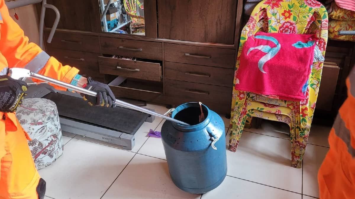 Família de animais silvestres é capturada em gaveta de guarda-roupa em Minas