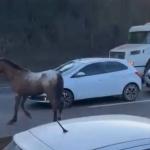 Cavalos na pista do Anel Rodoviário, em BH, quase causam acidente e são resgatados nesta segunda (14)