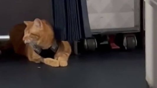 Animal caminhou por avião enquanto era paparicado por passageiros