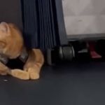 Gato sem olho surpreende passageiros em voo; vídeo