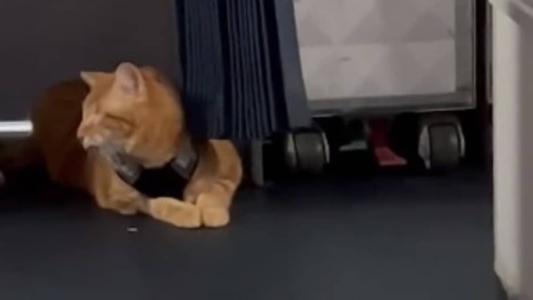 Animal caminhou por avião enquanto era paparicado por passageiros