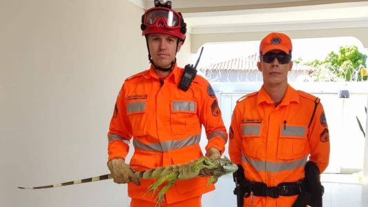 Animal capturado estava na garagem de uma casa em Januária