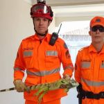 Vídeo: bombeiros capturam animal silvestre que 'avança' e derruba celular de militar  