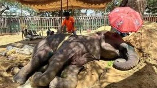 Animal de 17 anos ficou ferida após acidente no Zoológico de Karachi