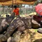 Elefanta morre nove dias depois de cair em piscina de zoológico