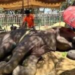 Elefanta morre nove dias depois de cair em piscina de zoológico