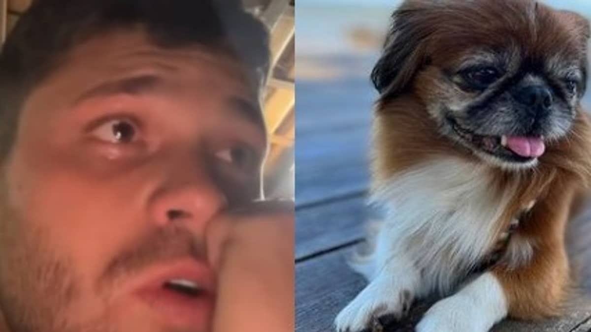 Cachorro de influenciador Gustavo Tubarão foge e família oferece recompensa