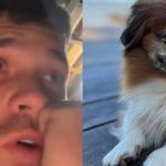 Cachorro de influenciador Gustavo Tubarão foge e família oferece recompensa