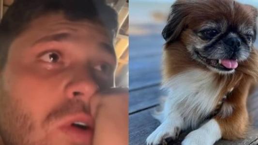 Animal desapareceu nesse sábado (29); família procurou o animal durante toda madrugada