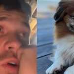 Cachorro de influenciador Gustavo Tubarão foge e família oferece recompensa