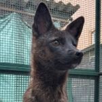 Animal híbrido meio cachorro, meio graxaim, é encontrado no Brasil
