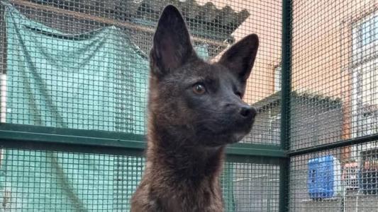 Animal é fruto do cruzamento entre um cachorro doméstico e um graxaim-do-campo