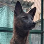 Animal híbrido meio cachorro, meio graxaim, é encontrado no Brasil