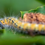 Santa Luzia sofre infestação de lagartas; confira recomendações da Prefeitura