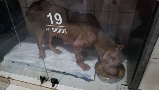 Animal estava abandonado em uma zona rural com sinais de desnutrição