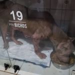 Pitbull 'atacado por urubus' é resgatado com ferimentos profundos no corpo
