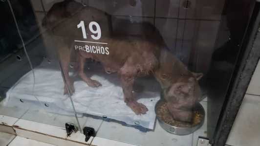 Animal estava abandonado em uma zona rural com sinais de desnutrição
