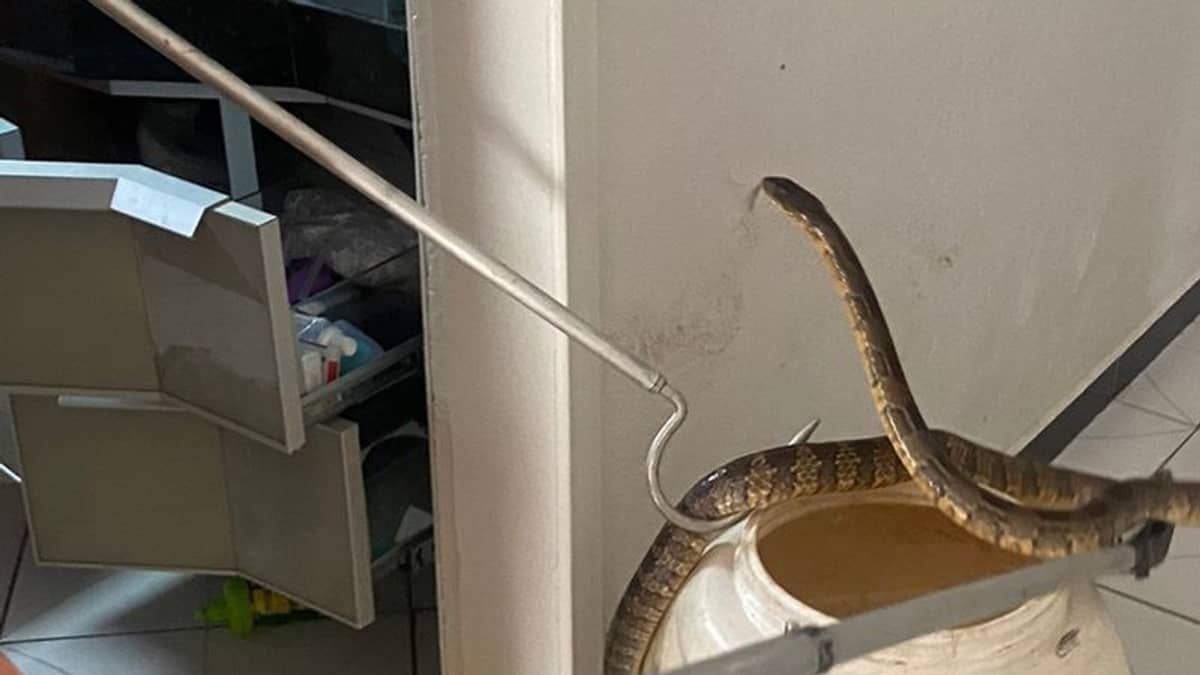 Cobra de 1,60 metros é capturada em armário de banheiro no Norte de Minas 