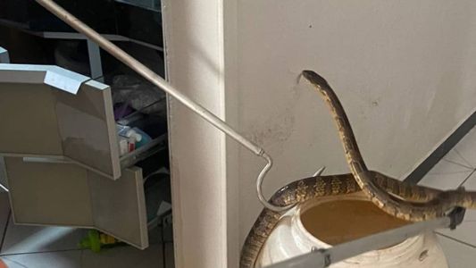 Animal estava agressivo