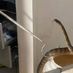Cobra de 1,60 metros é capturada em armário de banheiro no Norte de Minas 