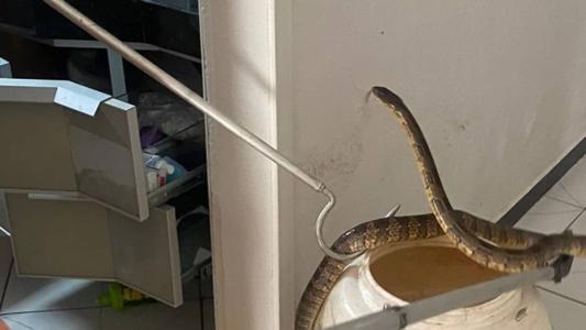 Animal estava agressivo