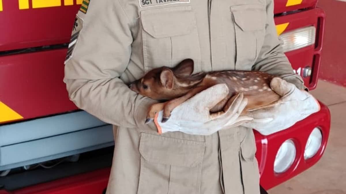 'Bambi' é resgatado por bombeiros durante incêndio em vegetação 